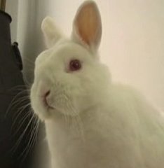Bunny Stare Down Bunny Stare Down