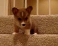 Scared Puppy Climbs Downstairs