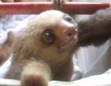 Friendly Sloth Says Hello