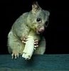 Opossum Eating a Banana