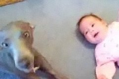 Dog Howls to Hush Baby