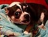Chihuahua Doesn't Want to Go to Bed