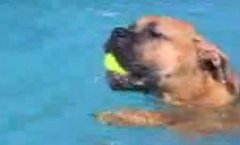 Dog's First Swim Dog's First Swim