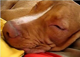 Snoring Pit Bull