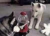 Dog Operates a Gum Ball Machine