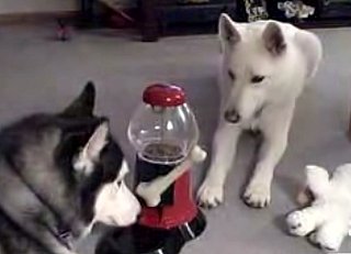 Dog Operates a Gum Ball Machine