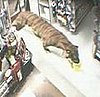 Wild Animals in Daily Life