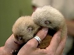 Two Red Pandas Born in Zoo Two Red Pandas Born in Zoo