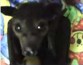 Baby Fruit Bat Feeds on Fruit