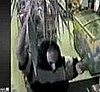 Robber Holds Up a Store With a Palm Frond