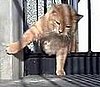 Fat Cat Squeezes Through Fence