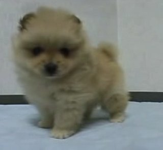 Cute Alert: Destructive Pup Thinks the World Is His Chew Toy 