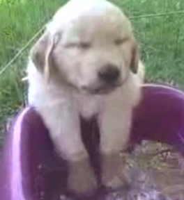 Puppy Asleep at the Water Bowl