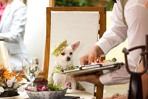 Beverly Hills Chihuahua Trailer