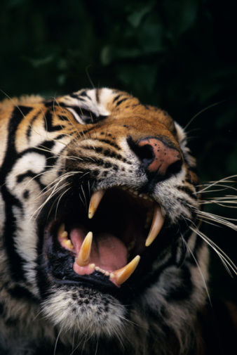 GRAWWWRR! Laptop Bags Inspired by the Jungle 
