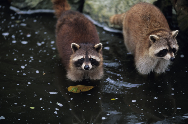Would You Eat Raccoon Meat? Would You Eat Raccoon Meat?