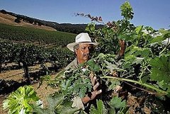 Sonoma and Mendocino Wine Regions Prepare For Dry Spell Sonoma and Mendocino Wine Regions Prepare For Dry Spell
