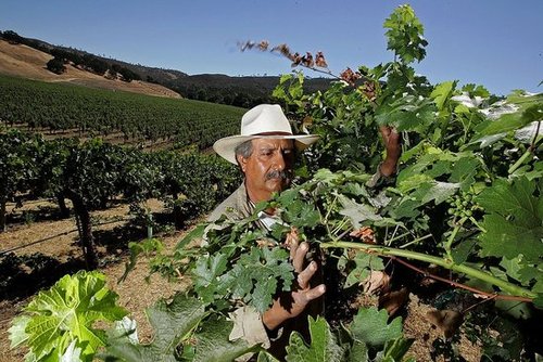 Sonoma and Mendocino Wine Regions Prepare For Dry Spell 