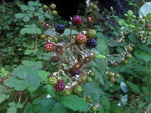 It's Blackberry Season!