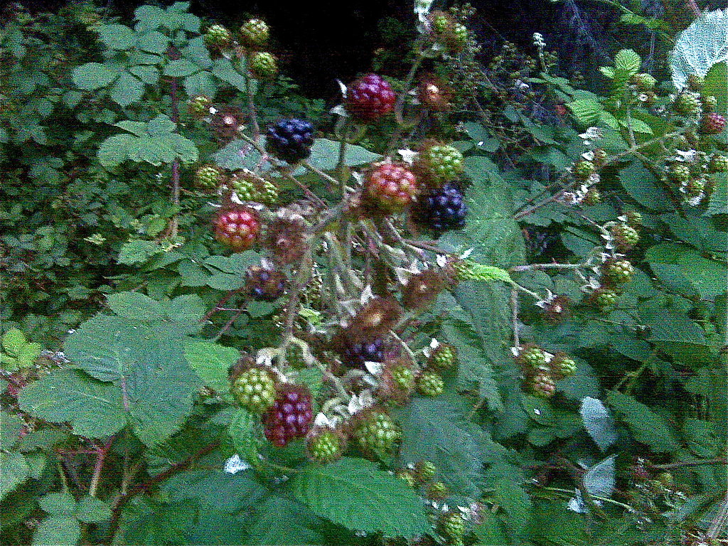 It's Blackberry Season! It's Blackberry Season!