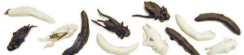 Would You Eat These Chocolate Covered Insects?