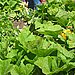 Squash Blossoms