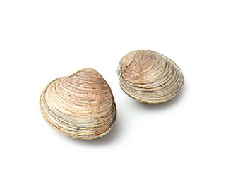 Expert Clam Linguine Expert Clam Linguine