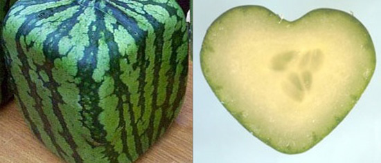 Love It or Hate It: Fruit Molds Love It or Hate It: Fruit Molds