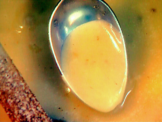 Name That Dish! Name That Dish!