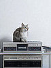 Music Soothing To Pets