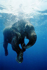 Ancient Elephant Relatives Lived in Water