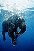 Ancient Elephant Relatives Lived in Water