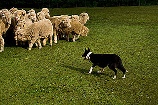 Herding Camps Find a Dog's Natural Job