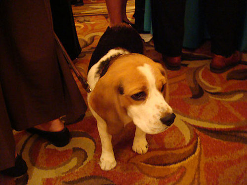 Four legs and a nose Four legs and a nose