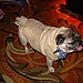 Buddha the Pug