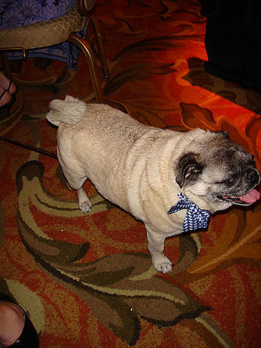 Buddha the Pug Buddha the Pug