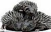 Tiny Hedgehogs Born a Month Earlier Than Normal