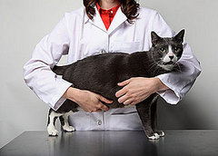 Does Your Pet Have Health Insurance? Does Your Pet Have Health Insurance?