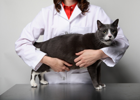 Does Your Pet Have Health Insurance?