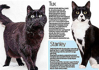 Shocking Reasons Cats Are Dumped in Shelters