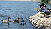 Feeding Birds White Bread Might Be Harmful!