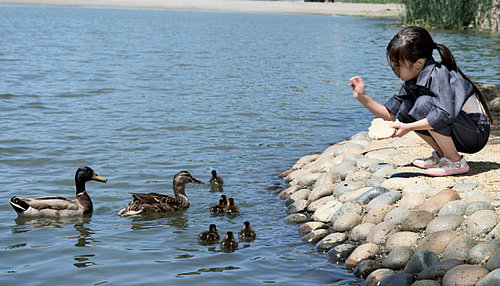 Feeding Birds White Bread Might Be Harmful!
