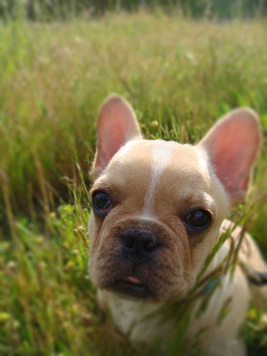 Samson Samson