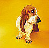 Weekly Petsugar Recap Quiz 2008-05-24 11:00:29