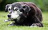 Oldest Dog Trying to Make it in the Guinness Book
