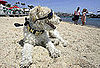 The Top Dog in Cannes Receives Palm Dog