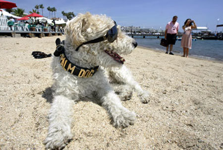 The Top Dog in Cannes Receives Palm Dog