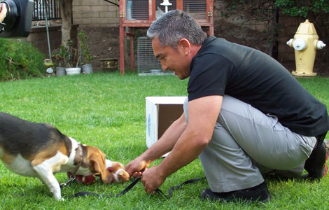Learn Cesar Millan's Methods Online