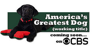 America's Greatest Dog Casting Call