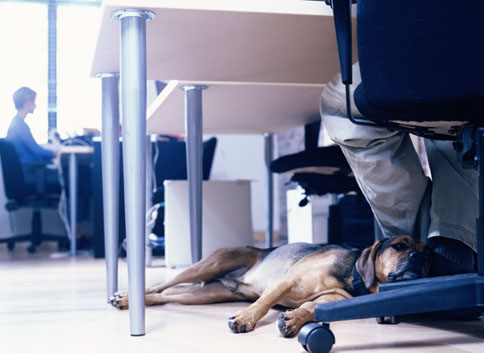 Top Dog Friendly Places to Work